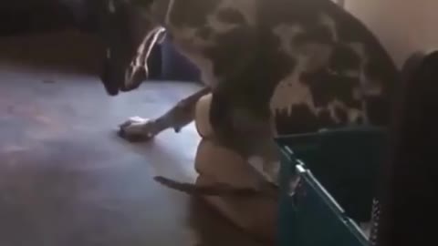 The Great Dane is confused how his bed Is falling Short