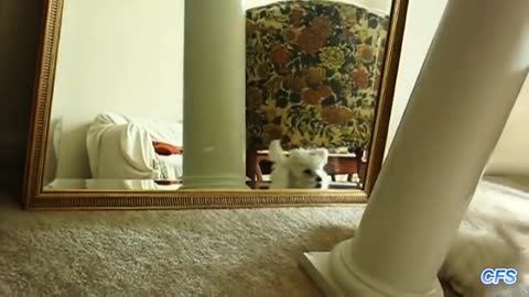 PUPPIES DISCOVERING MIRROR IN FIRST TIME