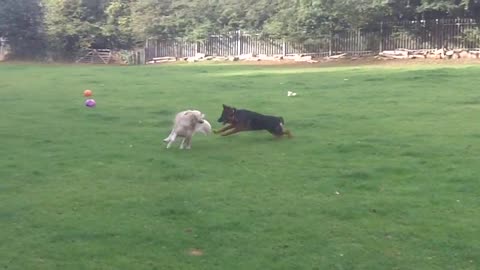 GERMAN SHEPHERD ENJOYING WITH COCKAPOO DIGBY- REACTIONS ARE ADORABLE