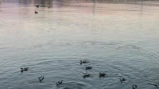 Entertaining Bufflehead ducks swim in Lake Ontario