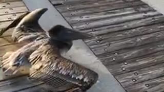 Seagull flies into a gate