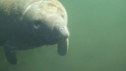 Manatee Trying To Knock Me Off My Board
