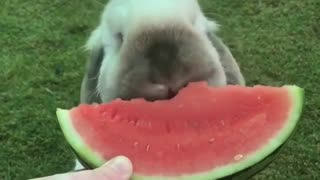 Rabbit loves To Eat Watermelon Badly