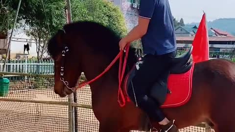 Horse training n