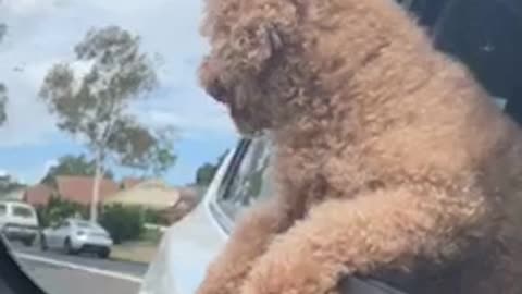 Curly hair brown dog hanging out of car biting wind