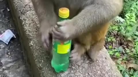 Funny monkey video comedy