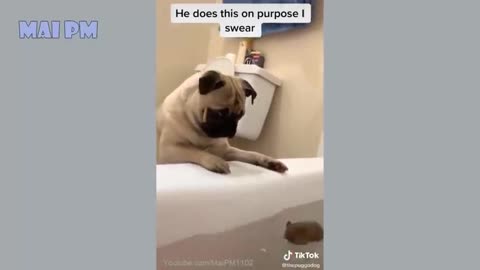 dogvines 🤣Funny Dog Videos 2020🤣 🐶 It's time to LAUGH with Dog's life