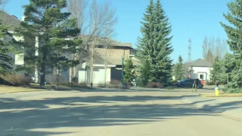 Moose on the streets of Edmonton, Canada