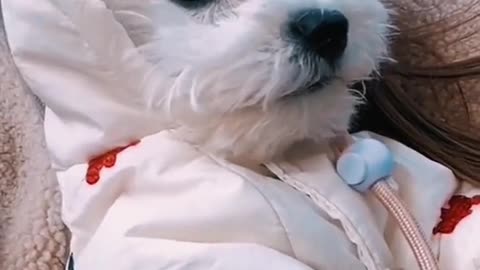 Funny Animal | Cute dog videos