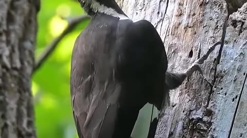 Bird pecking at wood