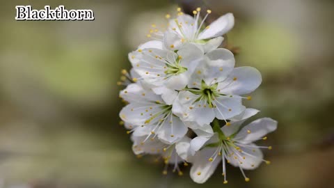 Blackthorn Blossom