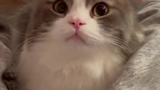 Aww kitten adorable