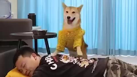 Collection Of Funny Doge Dog Videos