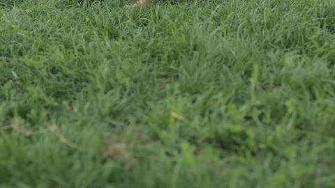 Puppies Playing on the Grass