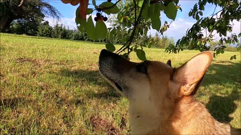 Dog eating Fruit 🍍🍎🍓🍇