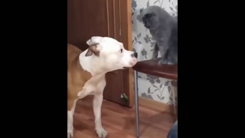 Ultra patient dog takes beating trying to befriend cat #Shorts