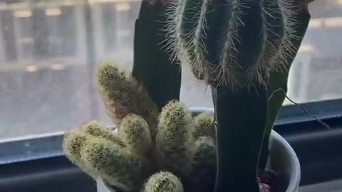 Cactus is the best flower I have ever raised