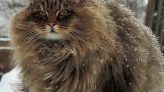 Majestic Siberian Cats Have Taken Over Russian Farm