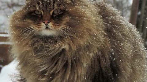 Majestic Siberian Cats Have Taken Over Russian Farm
