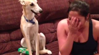 Collab copyright protection - my dog can laugh - matt neely