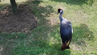 A Gray Crowned Crane On The Ground