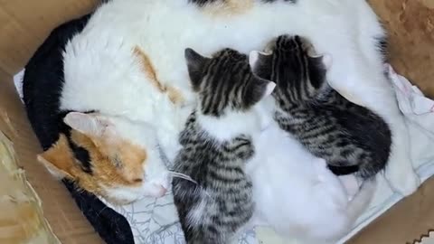 Mother gives milk to her kittens (Cute kittens)