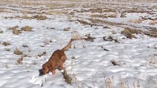 Blonde dog can't find tennis ball in snow