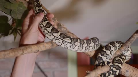 Snake crawls along the branch at home. Reptiles in role of domestic pets concept