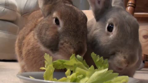 Two Rabbit eats vegetables voraciously