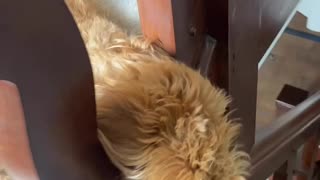 Labradoodle Loves to Sleep on Stairs