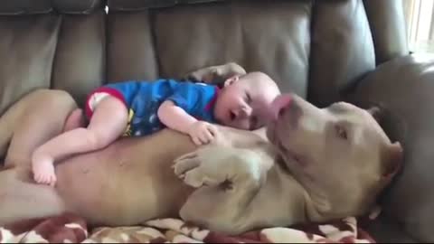 Dog playing with child, very cute