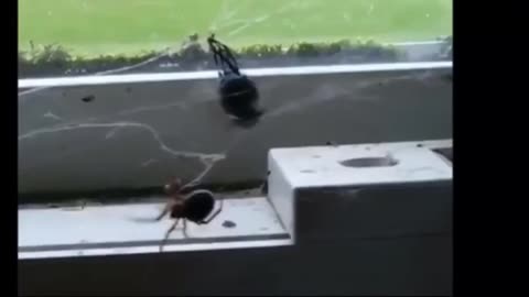 Spider vs Fly : Epic Battle