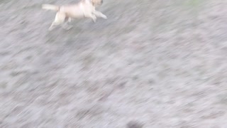 This dog loves to fetch