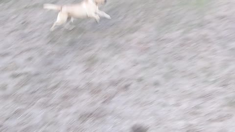 This dog loves to fetch