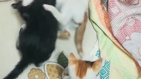 sofi kitten bed fight with siblings