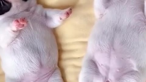 funny sleeping puppies