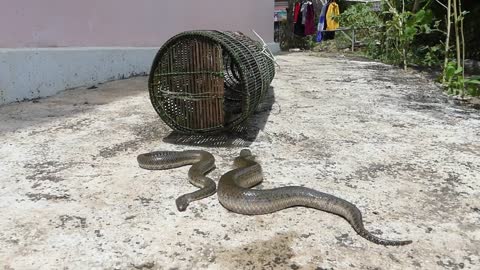 Most Dangerous Snake 🐍 King Cobra 😱