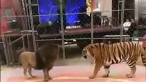 Tiger vs lion