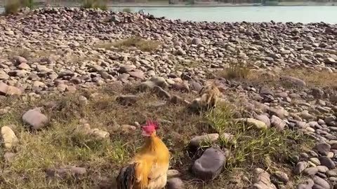 The kitten took the rooster on an outdoor trip
