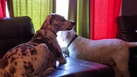 Great Dane & Poodle howling and barking at something through the window!