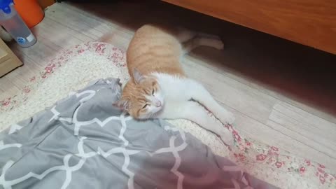 A cat lying under the bed