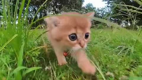 Running Kitty