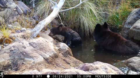 Cute Bear cub bath with mom