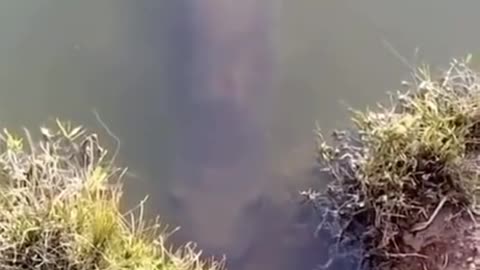 Amazing Fish Video Must Watch