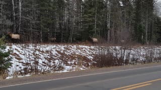 A Line of Elk