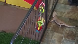 Dragón barbudo quiere jugar con cachorros de Golden Retriever