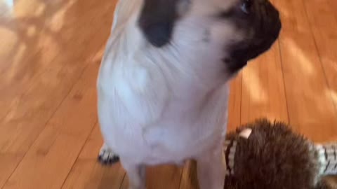 He clearly didn’t like it😂 #dog #dogsoftiktok #pug #pugsoftiktok #puppy #puppiesoftiktok