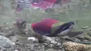 Red salmon see its fertilization and its predators 😱😱😱