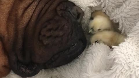 Mastiff preciously naps with newborn chicks