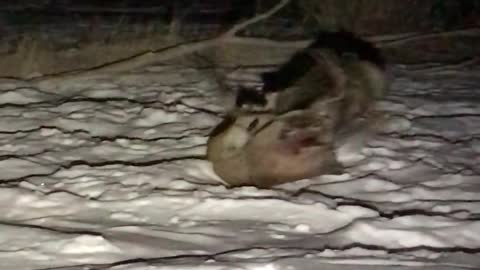 8-Point Buck Faces Off Against Mountain Lion